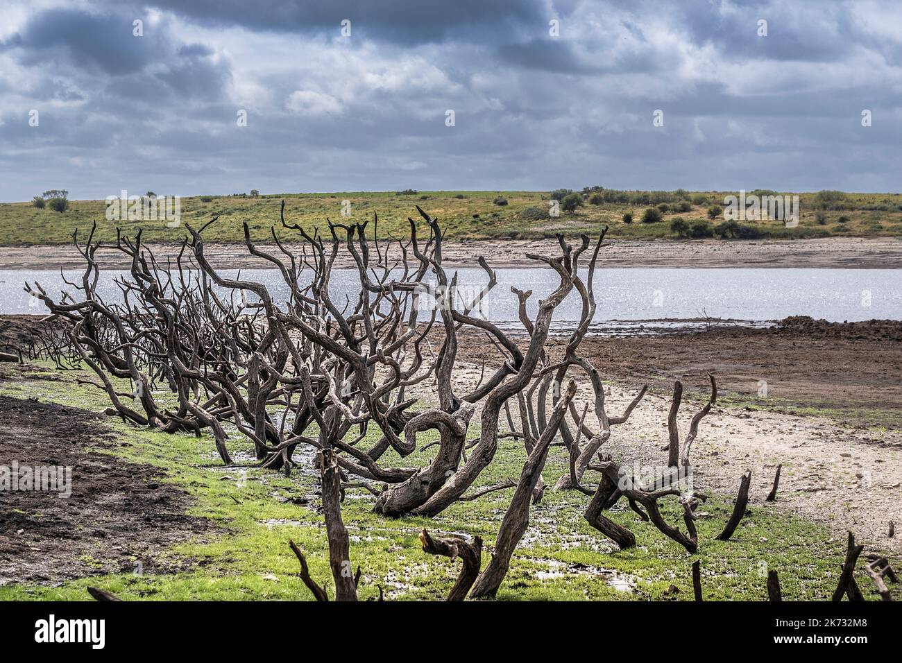 Dürrezustände und rückläufige Wasserstände setzen die Überreste von skelettartigen toten Bäumen im Colliford Lake Reservoir auf Bodmin Moor in Cornwall im aus Stockfoto