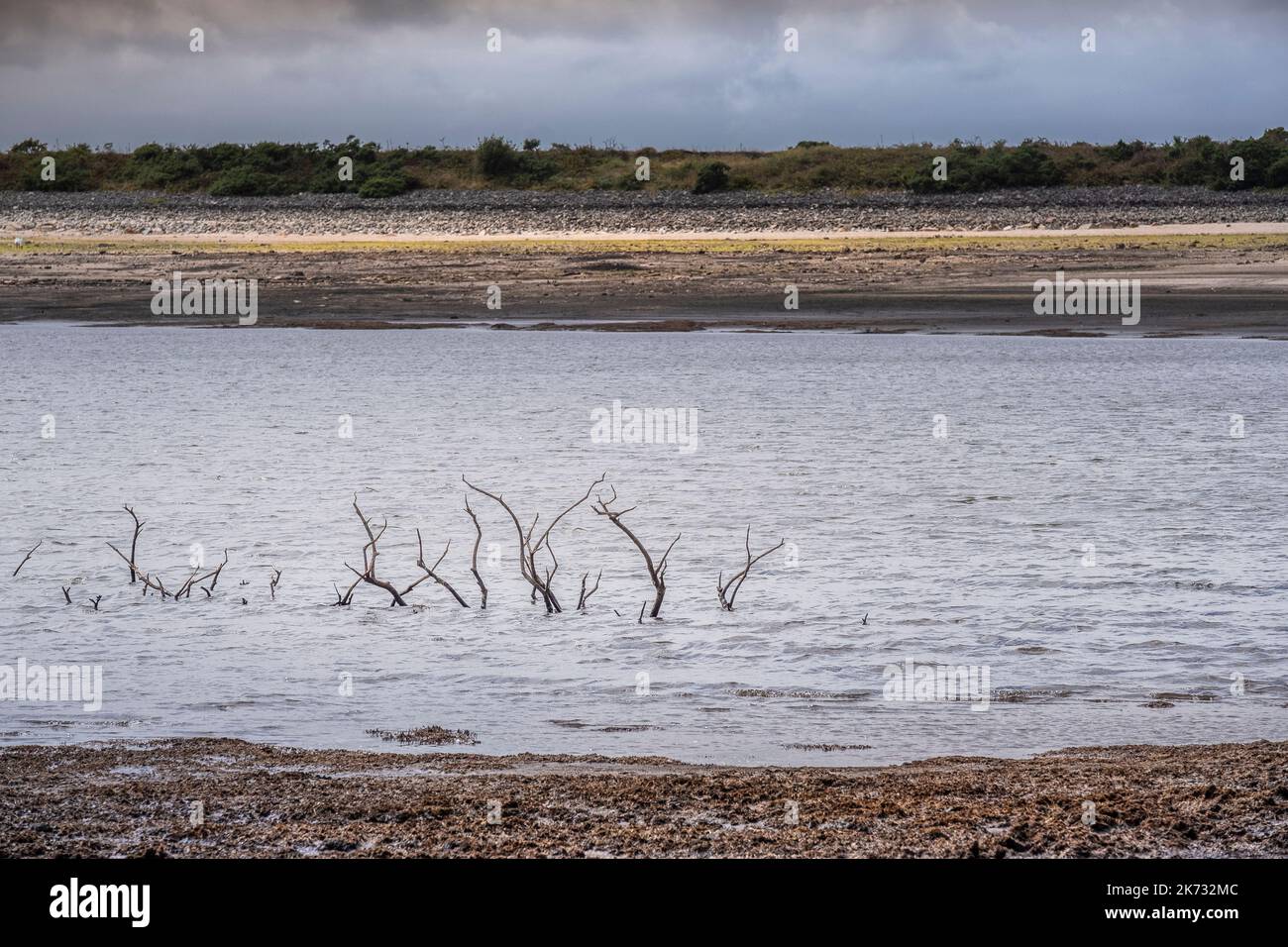 Dürrezustände und rückläufige Wasserstände setzen die Überreste von skelettartigen toten Bäumen über der Oberfläche des Colliford Lake Reservoir auf Bodm offen Stockfoto