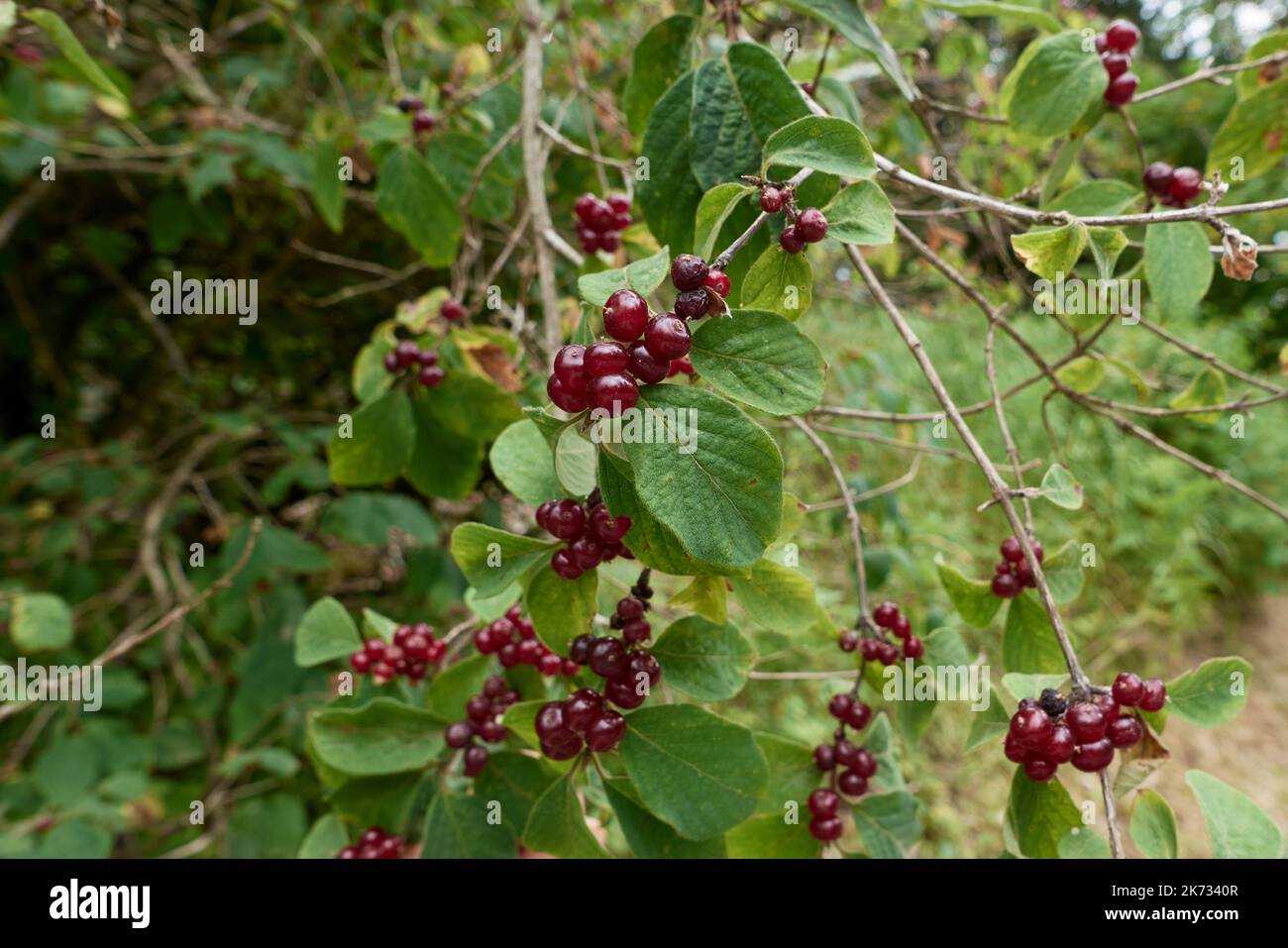 Lonicera xylosteum aus nächster Nähe Stockfoto