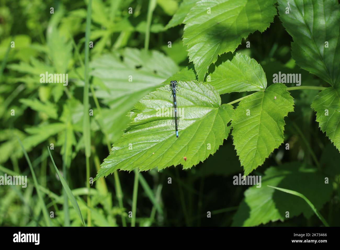 Eine kleine blaue Libelle sitzt auf einem großen Blatt im Gras Stockfoto