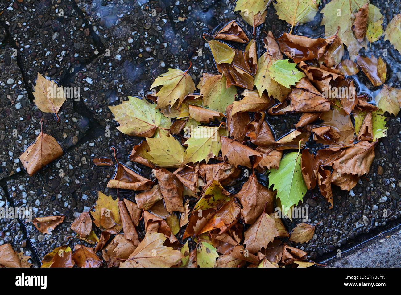 Der Herbst geht auf einer nassen Straße von oben aus Stockfoto