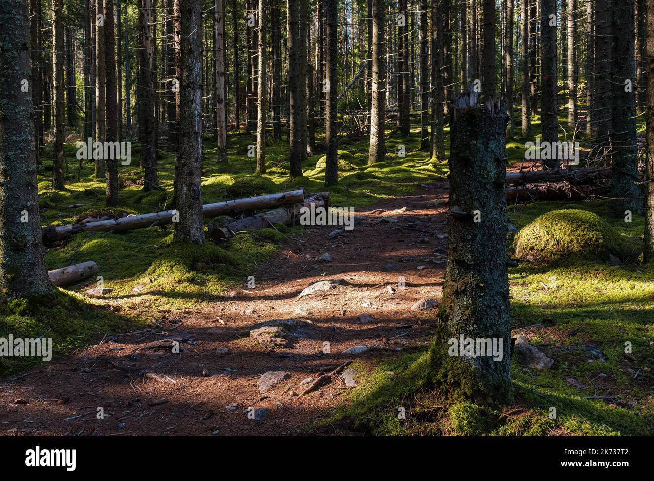 Breiter Waldweg, der durch einen Nadelwald mit grünem Moos führt, der den Waldboden bedeckt und die Sonne zwischen den Pinien scheint Stockfoto