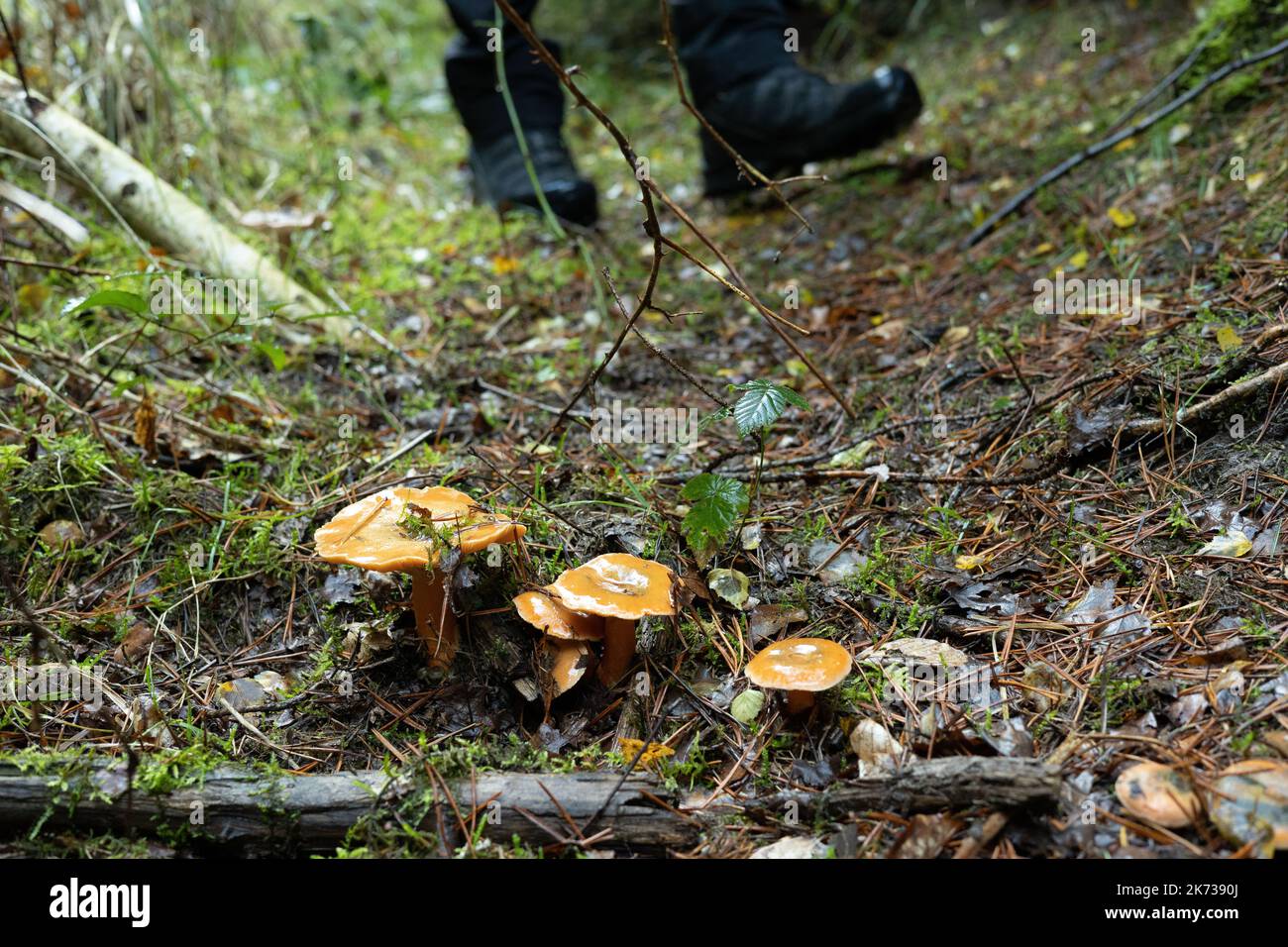 Safranmilchmütze, Pilzjagd im oktober im bayerischen Wald. Hochwertige Fotos Stockfoto