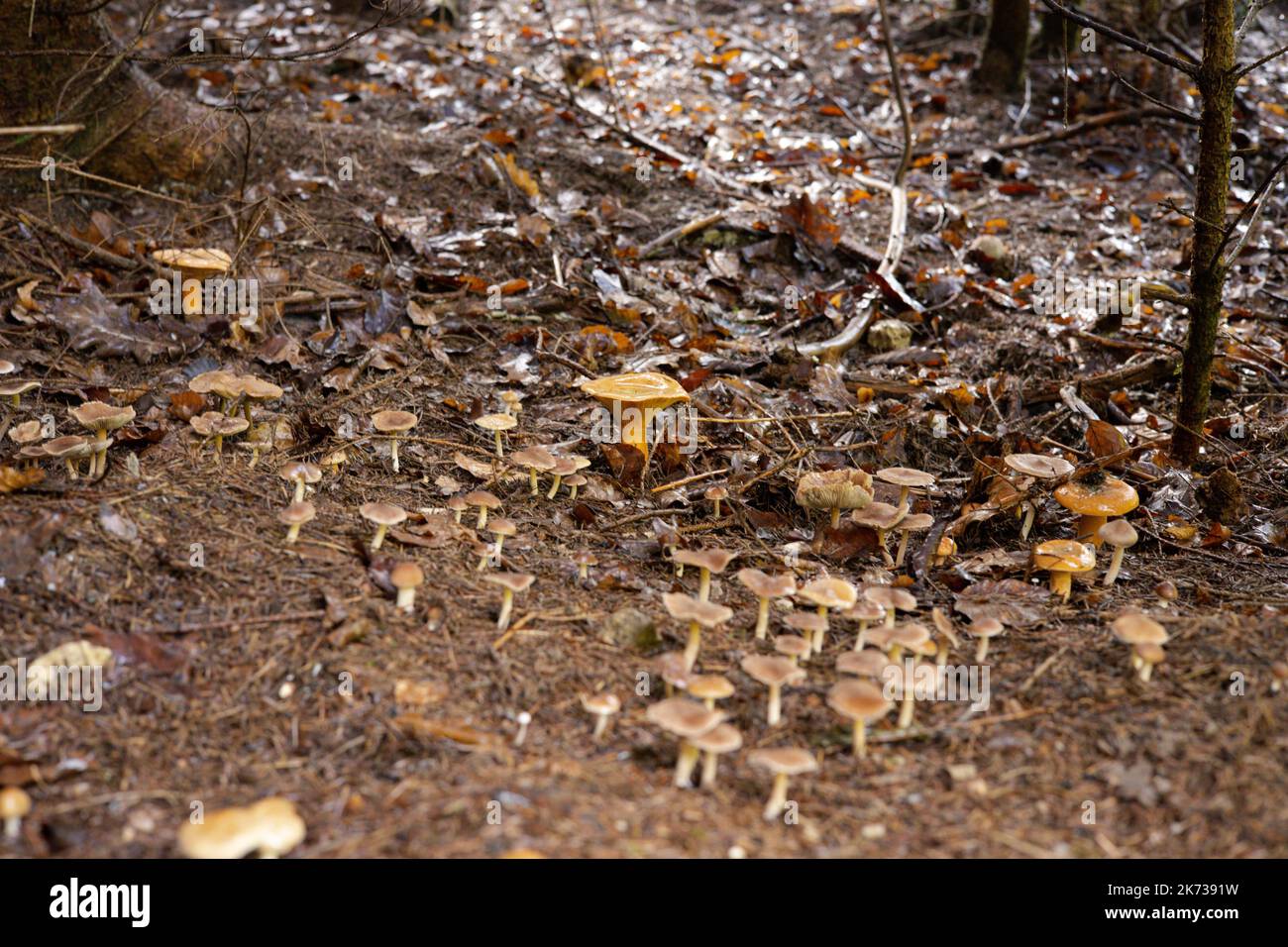 Safranmilchmütze, Pilzjagd im oktober im bayerischen Wald. Hochwertige Fotos Stockfoto