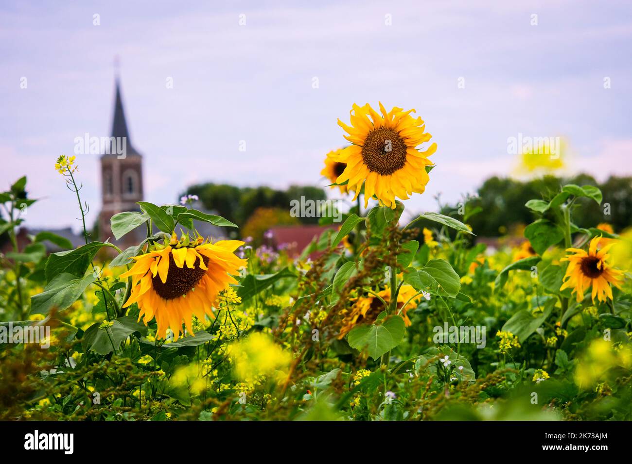 In Tongeren, Belgien, wurden die Sonnenblumen in einem Blumenfeld mit einem Kirchturm im Hintergrund hervorgehoben Stockfoto