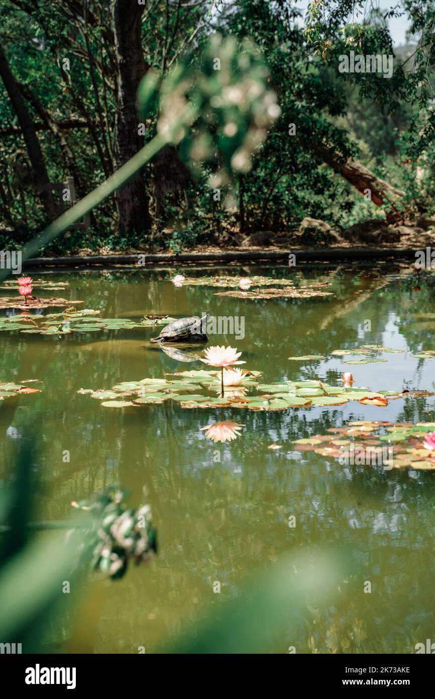 Schildkröte Sonnenbaden auf einem Felsen in weißen und rosa Seerose Nymphaea grünen Teich in Westmont College Santa Barbara Kalifornien Stockfoto