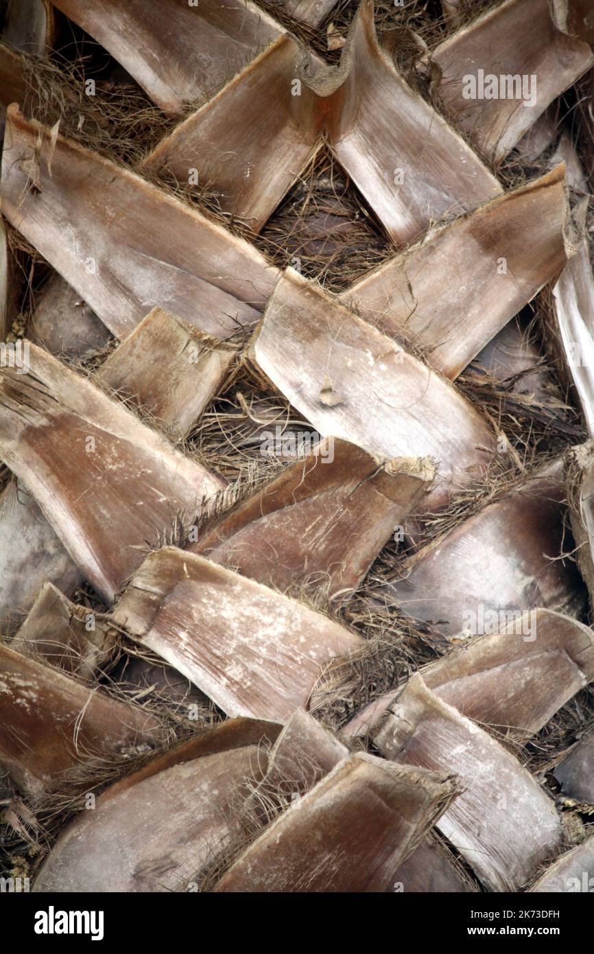 Kohlpalme (Sabal Palmetto) Stamm mit Kofferraumheber : (Pix SShukla) Stockfoto