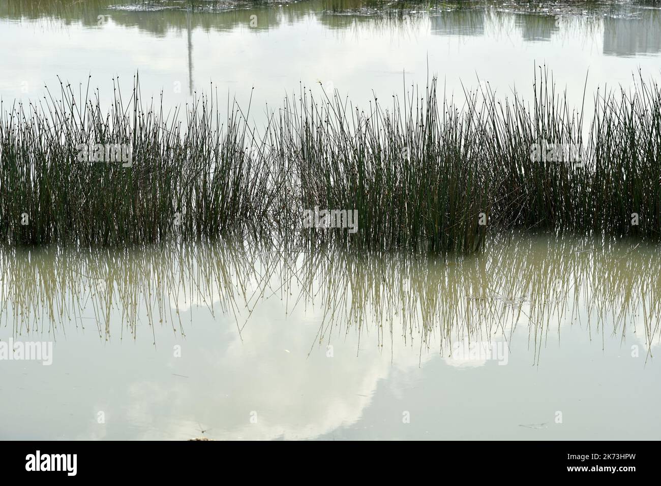 Sumpfsee in putrajaya, Malaysia. Konzept des Naturhintergrundes und Ökosystems Stockfoto