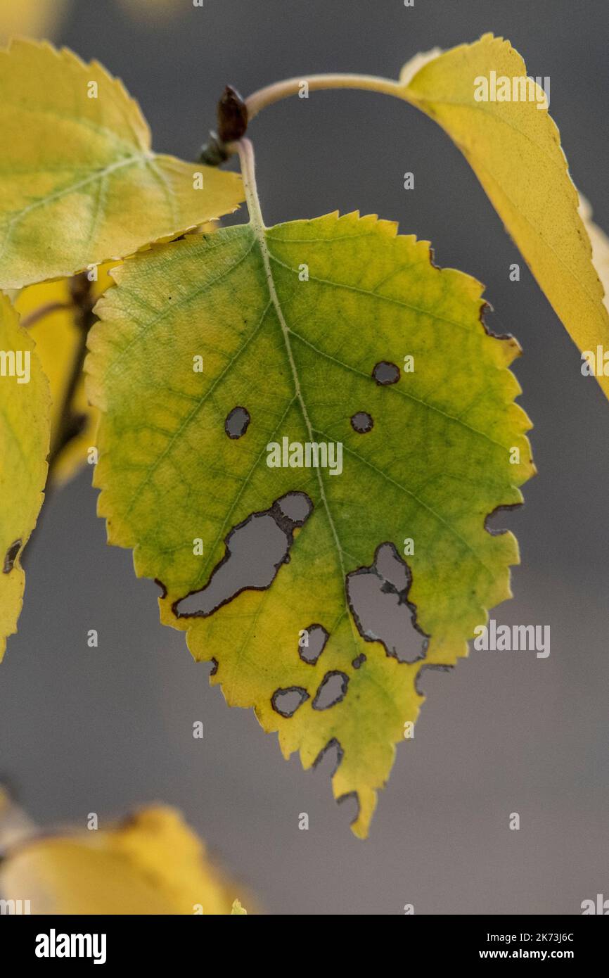 Blatt kälter Farbe und sterben zu Beginn des Herbstes Stockfoto