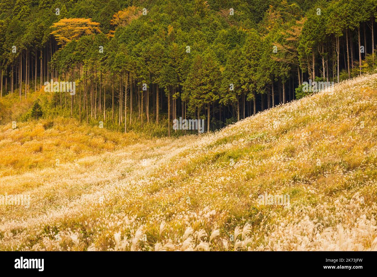 Herbst auf den Sengokuhara Pampas Grass Fields Stockfoto