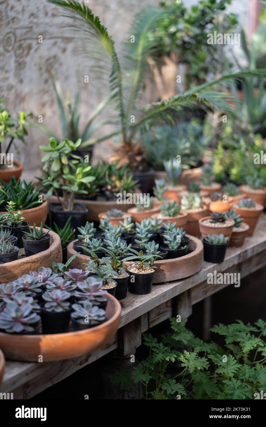 Gemütlicher Pflanzenladen mit Pflanzentöpfen auf Holzvitrine. Startseite floral Design Studio. Kleinunternehmen. Stockfoto