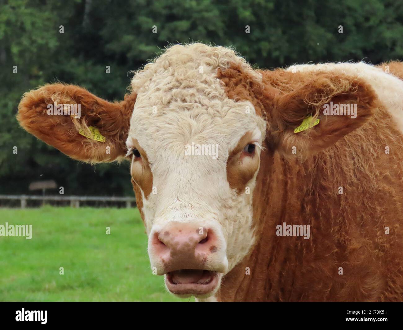 Nahaufnahme eines hübschen braunen und cremefarbenen hereford-Kuhes Stockfoto