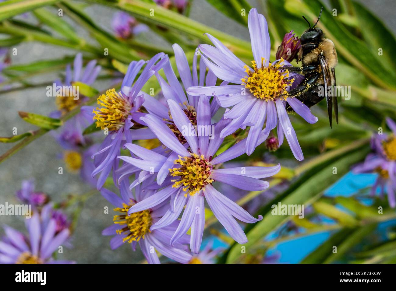 Autumn Asters, Hanover Junction, Pennsylvania USA, Seven Valleys, Pennsylvania Stockfoto