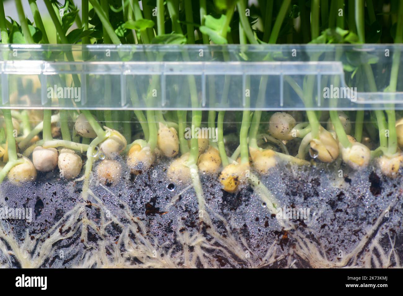 Organische Erbsenpflanzen wachsen Plastikbehälter, die Wurzeln im Boden zeigen Stockfoto