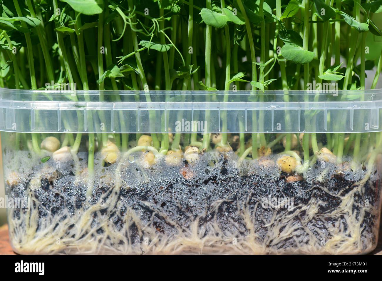 Organische Erbsenpflanzen wachsen Plastikbehälter, die Wurzeln im Boden zeigen Stockfoto