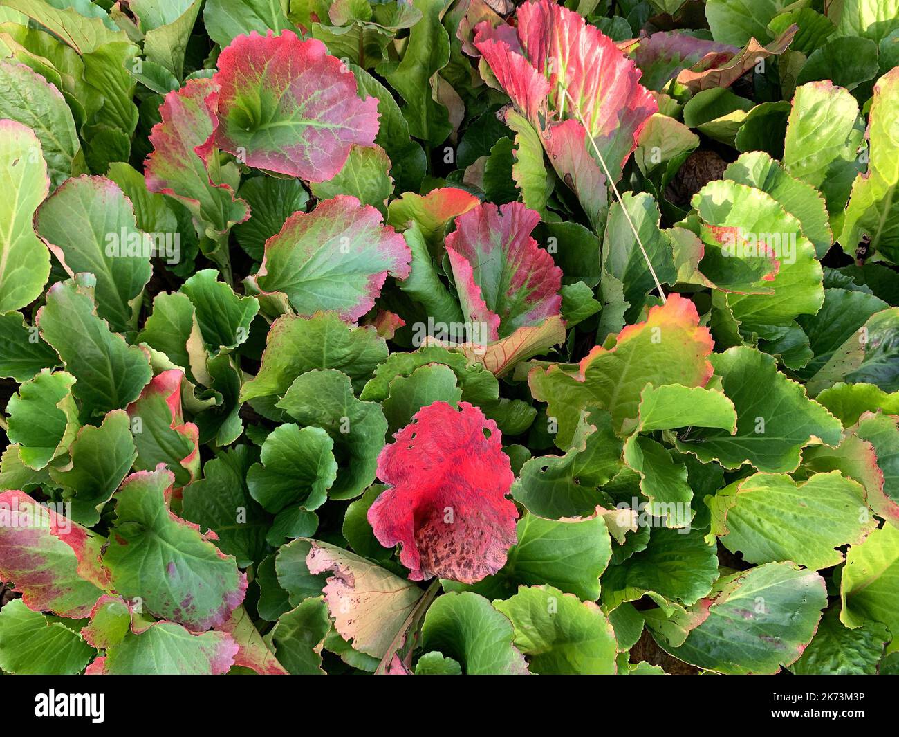 Nahaufnahme der großen immergrünen Blätter, die sich in roter Herbstfärbung der niedrig wachsenden krautigen Staude Bergenia Morgenröte drehen. Stockfoto