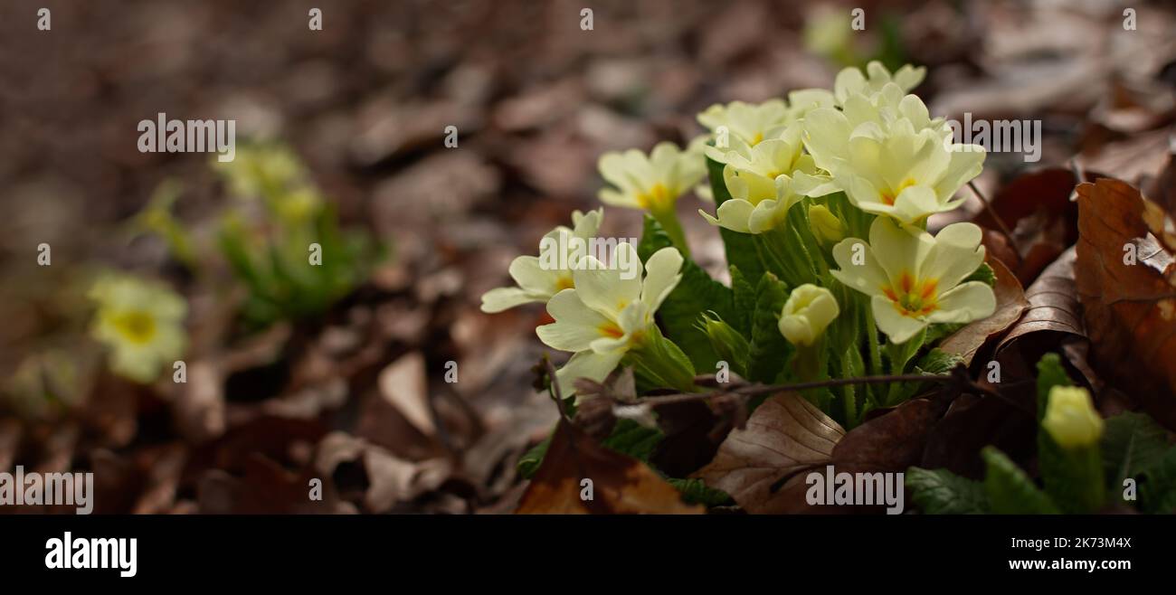 Der Primsenwald blühte im Frühjahr. Schöne blassgelbe Blume aus der Nähe im Wald. Makro von wilden Waldblumen. Natürlicher grüner Hintergrund. Th Stockfoto