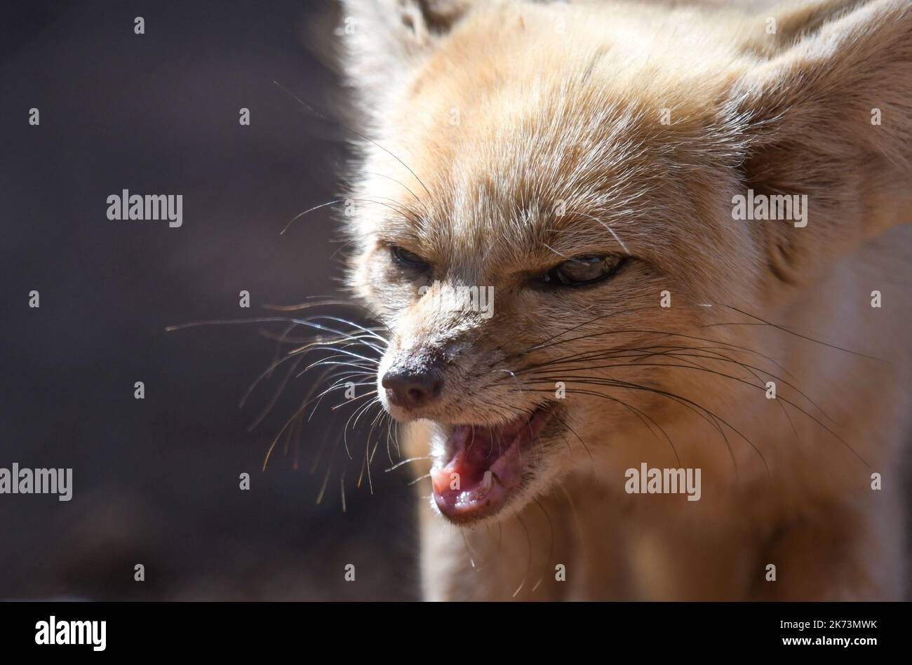 Fennec Fuchs Nahaufnahme Porträt in der Wüste Stockfoto