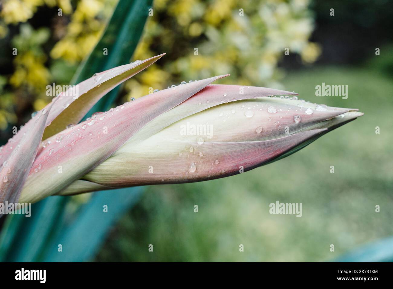 Eine schöne, ungeöffnete, rosafarbene Blume mit Tautropfen Stockfoto