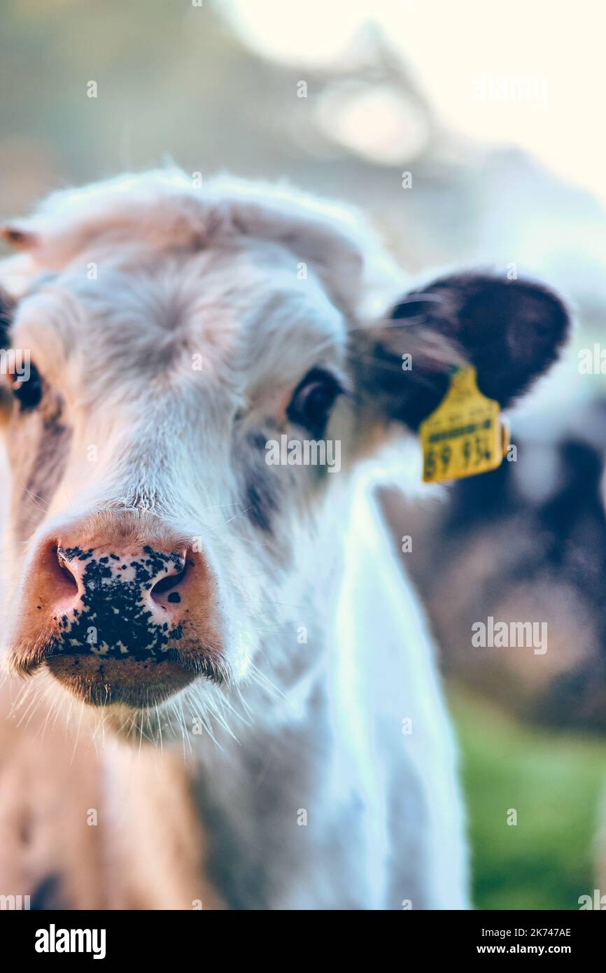 Nase einer jungen und neugierigen Kuh. Hochwertige Fotos Stockfoto