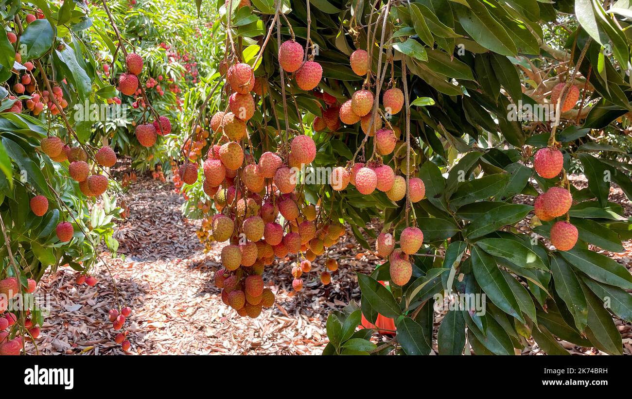 Frische Lychee-Früchte hängen an Ästen. Litschi-Frucht auf dem Baum zum Pflücken. Stockfoto