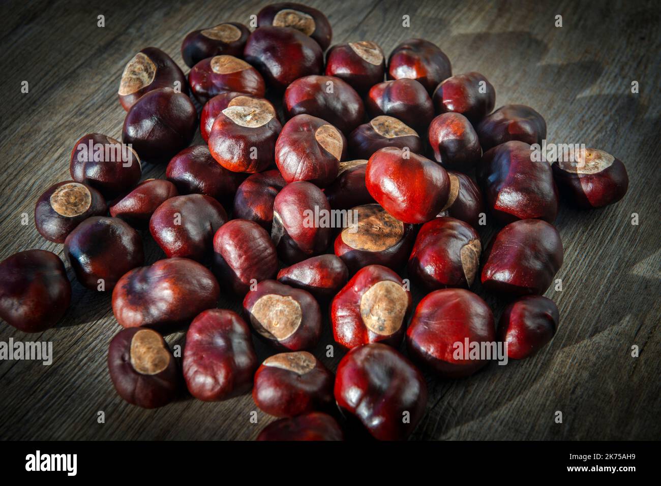Kastanien, Konker in der Sonne. Stockfoto