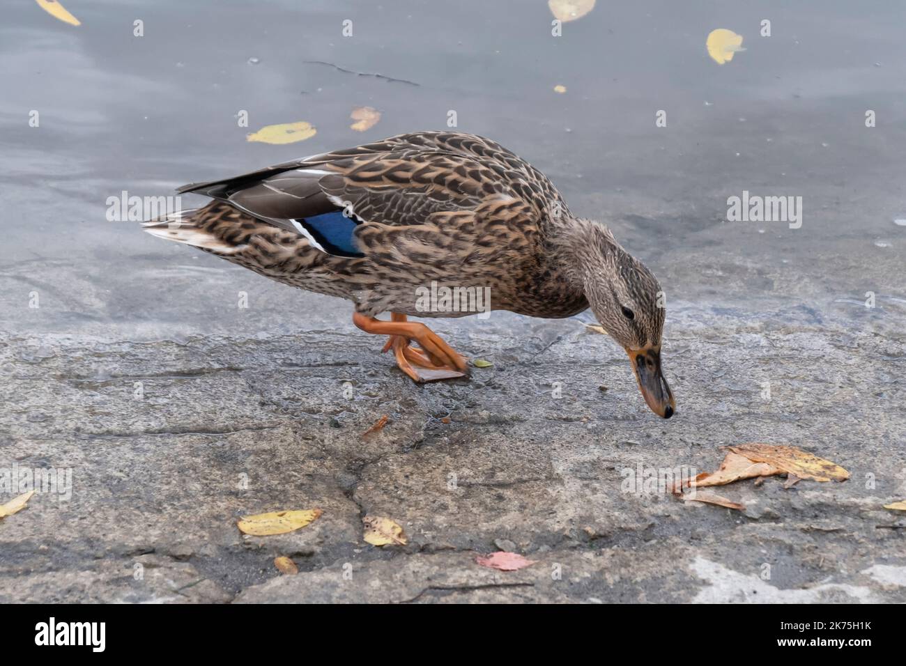 Amerikanischer schwarzer Entenmännchen mit blauen Flügelfedern Stockfoto