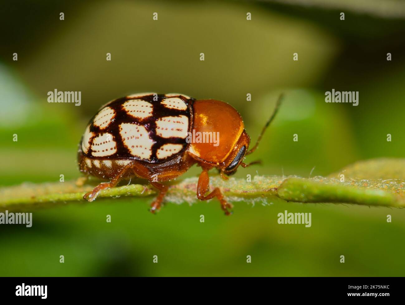 Vierzehnfleckiger Blattkäfer (Cryptocephalus Guttulatus). Dieses wurde nachts in einem Ahornbaum in Houston, TX, gefunden. Stockfoto