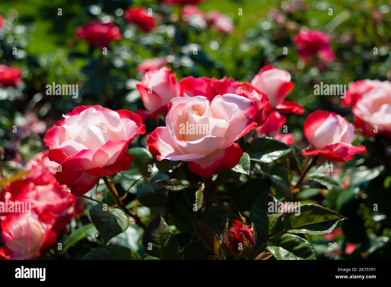 Leuchtend rot weiße Rosen Nostalgie Rosen im Park Garten unter der Sonne in einer Outdoor-Szene. Schöne bunte Rosen gtfs Hochzeiten Jubiläen Stockfoto