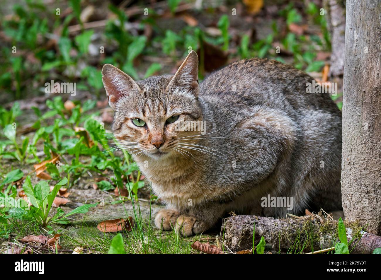 Arabische Wildkatze / Gordons Wildkatze (Felis lybica lybica / Felis silvestris gordoni) Wildkatzenunterart, die auf der Arabischen Halbinsel beheimatet ist Stockfoto