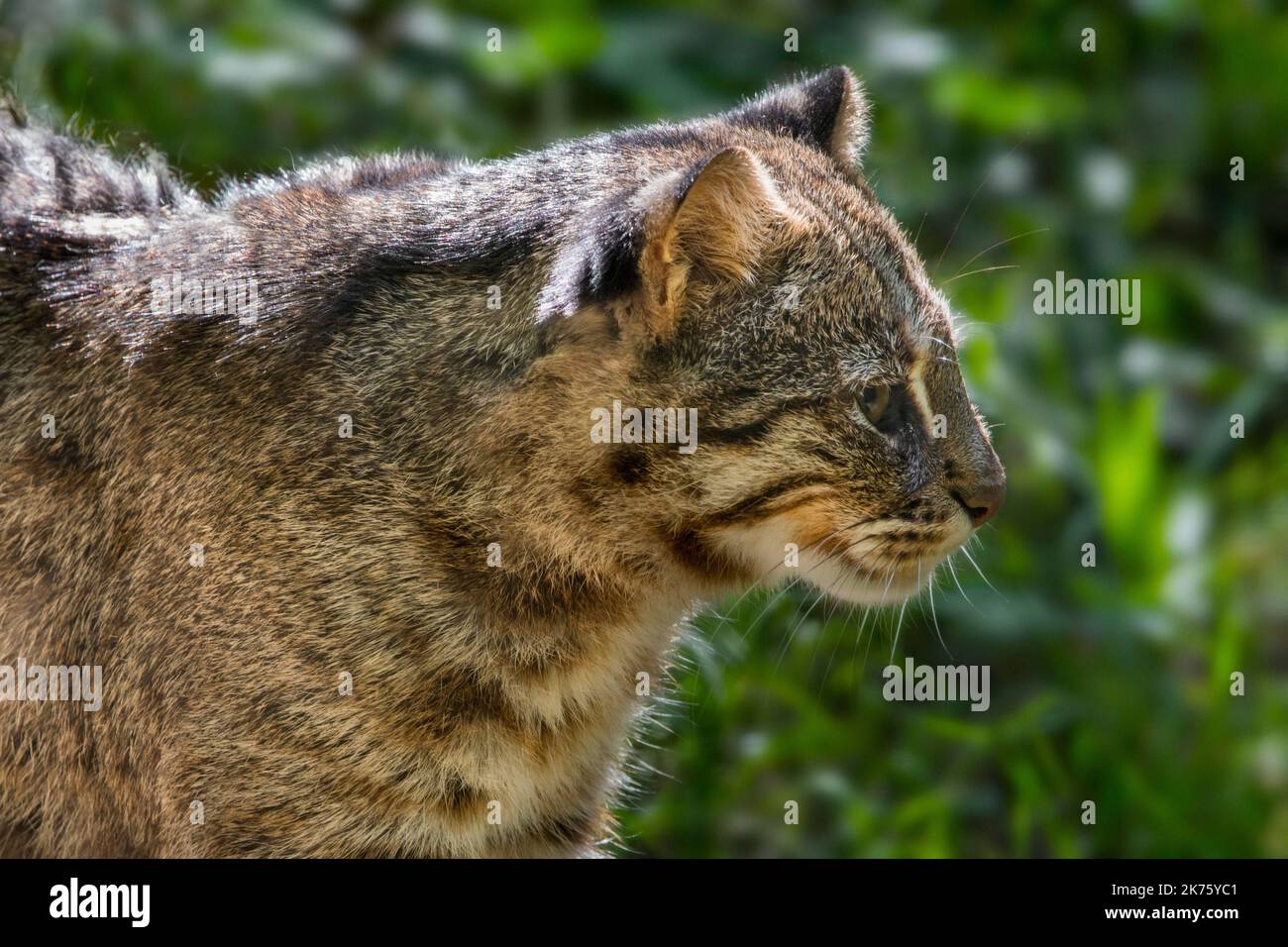 Amur Leopardenkatze / Sibirische Leopardenkatze (Prionailurus bengalensis euptilura) Unterart der Bengalen Leopardenkatze aus dem Fernen Osten Russlands Stockfoto