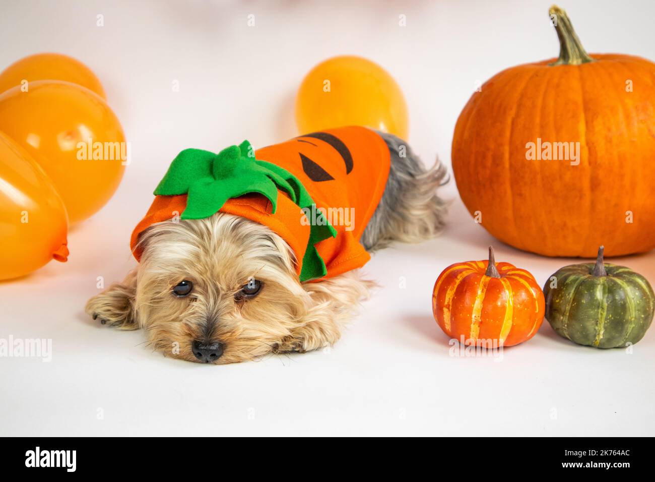 Halloween. Yorkshire Terrier Hund in einem orangefarbenen Anzug, neben Kürbissen, Ballons. Stockfoto