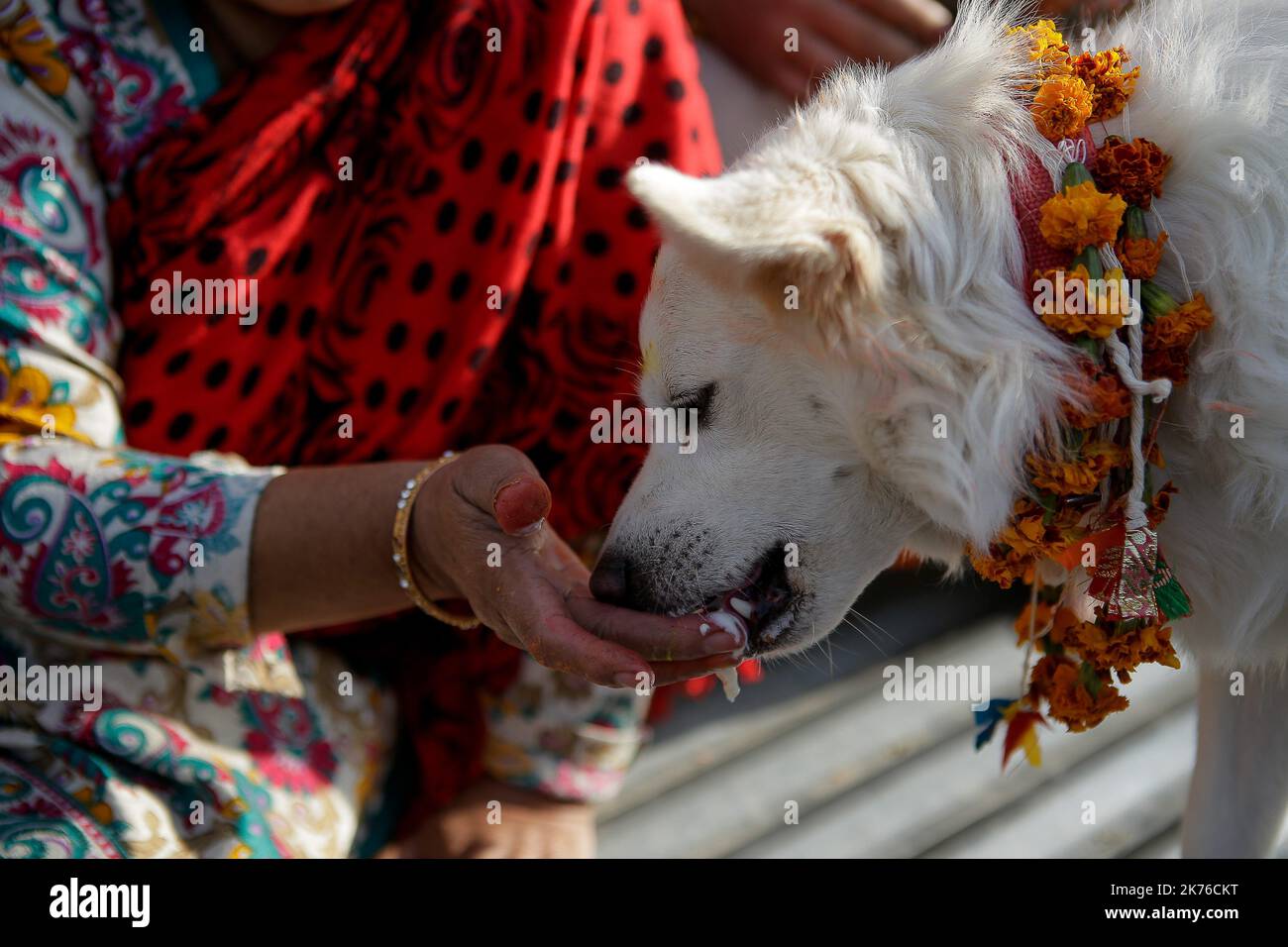 Eine nepalesische Frau verehrt einen Hund, der Girlande und Zinkpulver anwendet, und bietet während des KUKUR TIHAR- oder Hundegottestages in Kathmandu, Nepal, am 6. Oktober 2018, Nahrung an. Hunde werden verehrt, um ihre Rolle bei der Bereitstellung von Sicherheit und als Mensch bester Freund anzuerkennen, am zweiten Tag der wichtigsten hinduistischen Feste Tihar, die auch der Anbetung der Göttin des Reichtums Laxmi gewidmet ist. Stockfoto