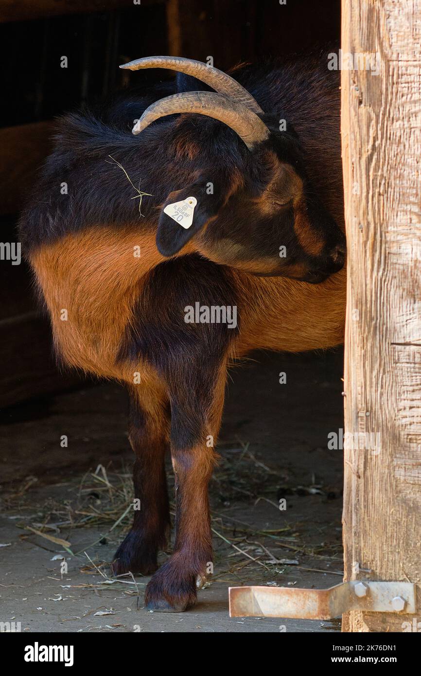 Eine braune und schwarze Ziege, die am Eingang einer Scheune steht Stockfoto