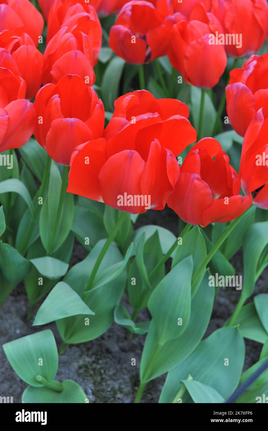 Tulpen (Tulipa) blühen im März einfach rot in einem Garten Stockfoto