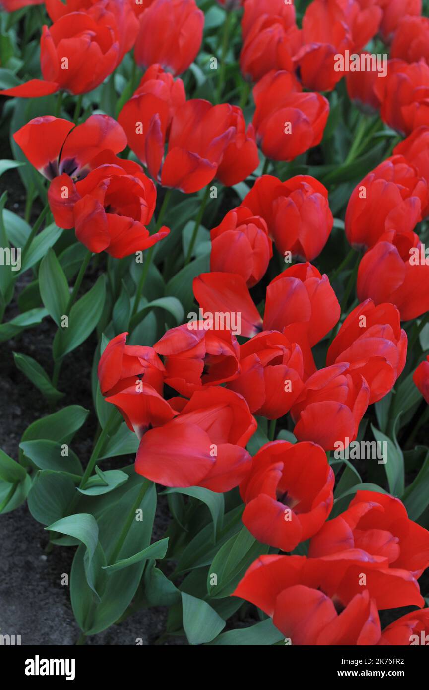 Tulpen (Tulipa) blühen im März einfach rot in einem Garten Stockfoto