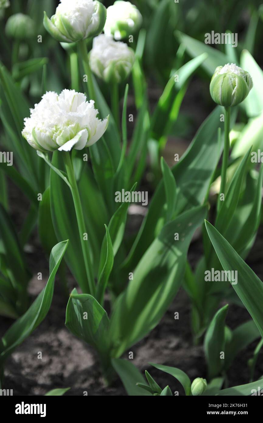 Im April blühen in einem Garten weiße, gezackte Tulpen (Tulipa) Stockfoto
