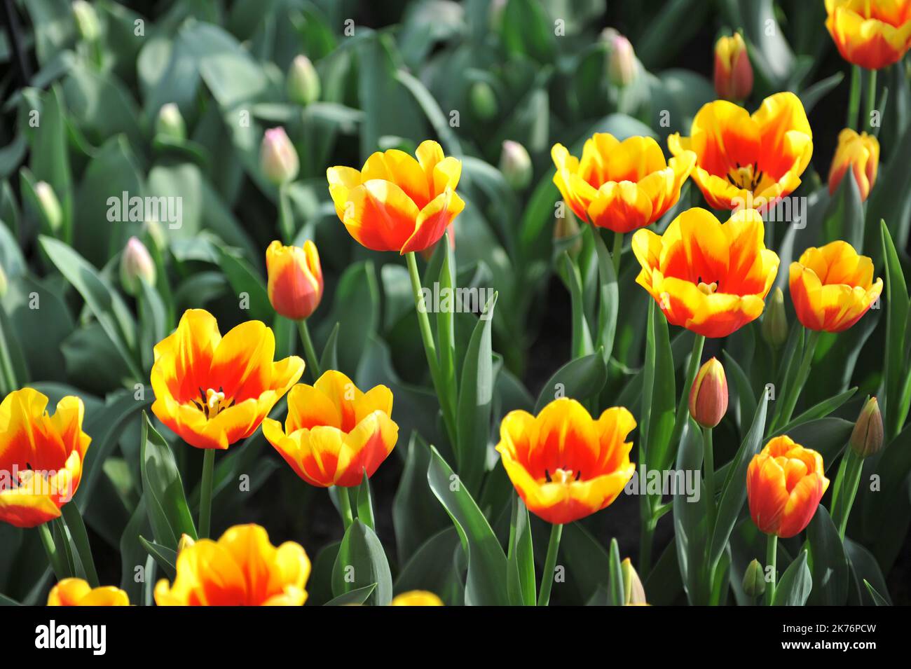 Die roten und gelben Triumph-Tulpen (Tulipa) blühen im April in einem Garten Stockfoto