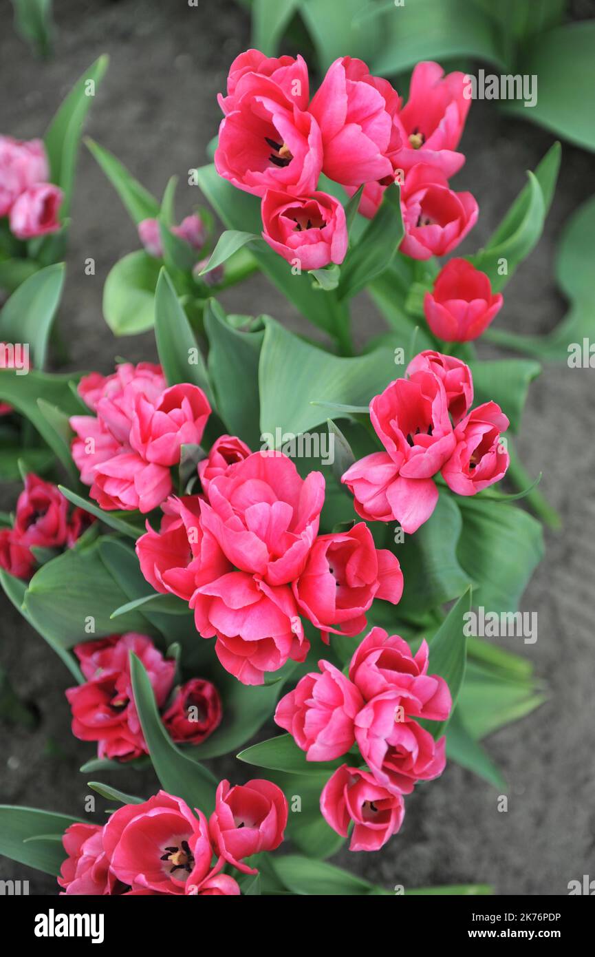 Im April erblüht Steve Carlin in einem Garten mit zwei rosafarbenen, mehrblütigen Tulpen (Tulipa) Stockfoto