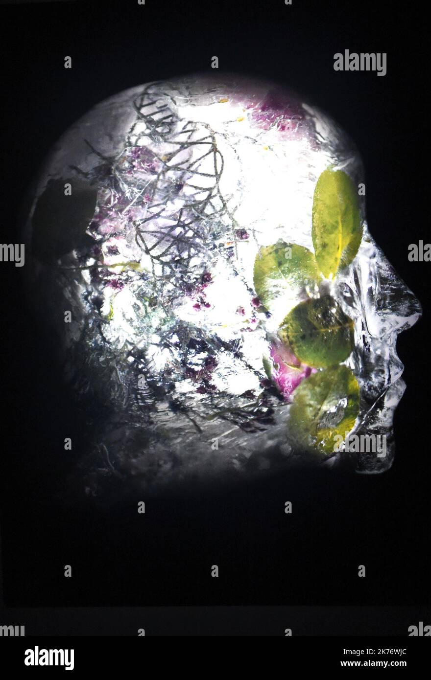 Le Laboratoire de la nature handelt von der Darstellung der Natur und insbesondere des Verhältnisses des westlichen Menschen zur Natur, basierend auf der Konstruktion wissenschaftlicher Diskurse, die unsere Vorliebe für Klassifizierung und Sammlung offenbaren. Gleichzeitig erinnert diese Ausstellung an die Modernität der Erfinder der Fotografie zu einer Zeit, als wissenschaftliche Entwicklungen die menschliche Naturvision revolutionierten. Stockfoto