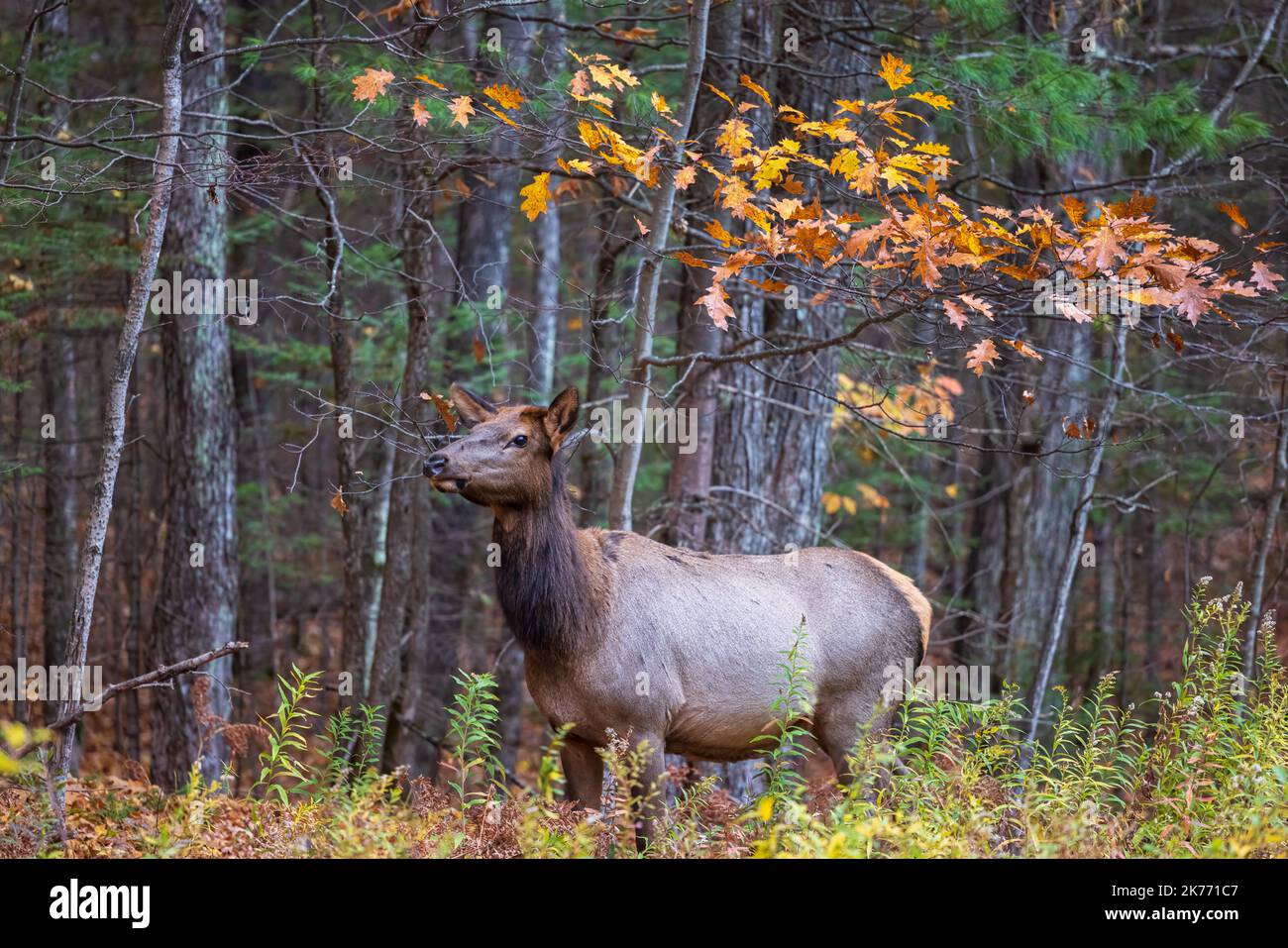 Kuhelch im Chequamegon-Nicolet National Forest in Clam Lake, Wisconsin. Stockfoto
