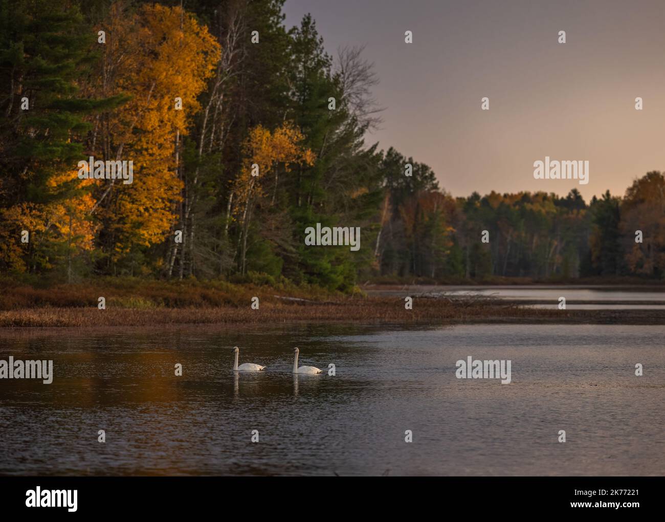 Trompeter schwäne am Little Clam Lake im Norden von Wisconsin. Stockfoto