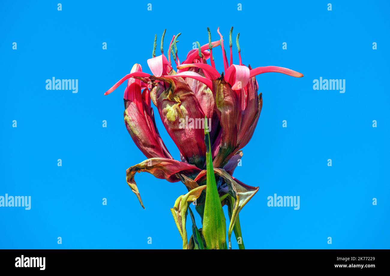 17. Oktober 2022, Sydney, New South Wales (NSW, Australien Nahaufnahme