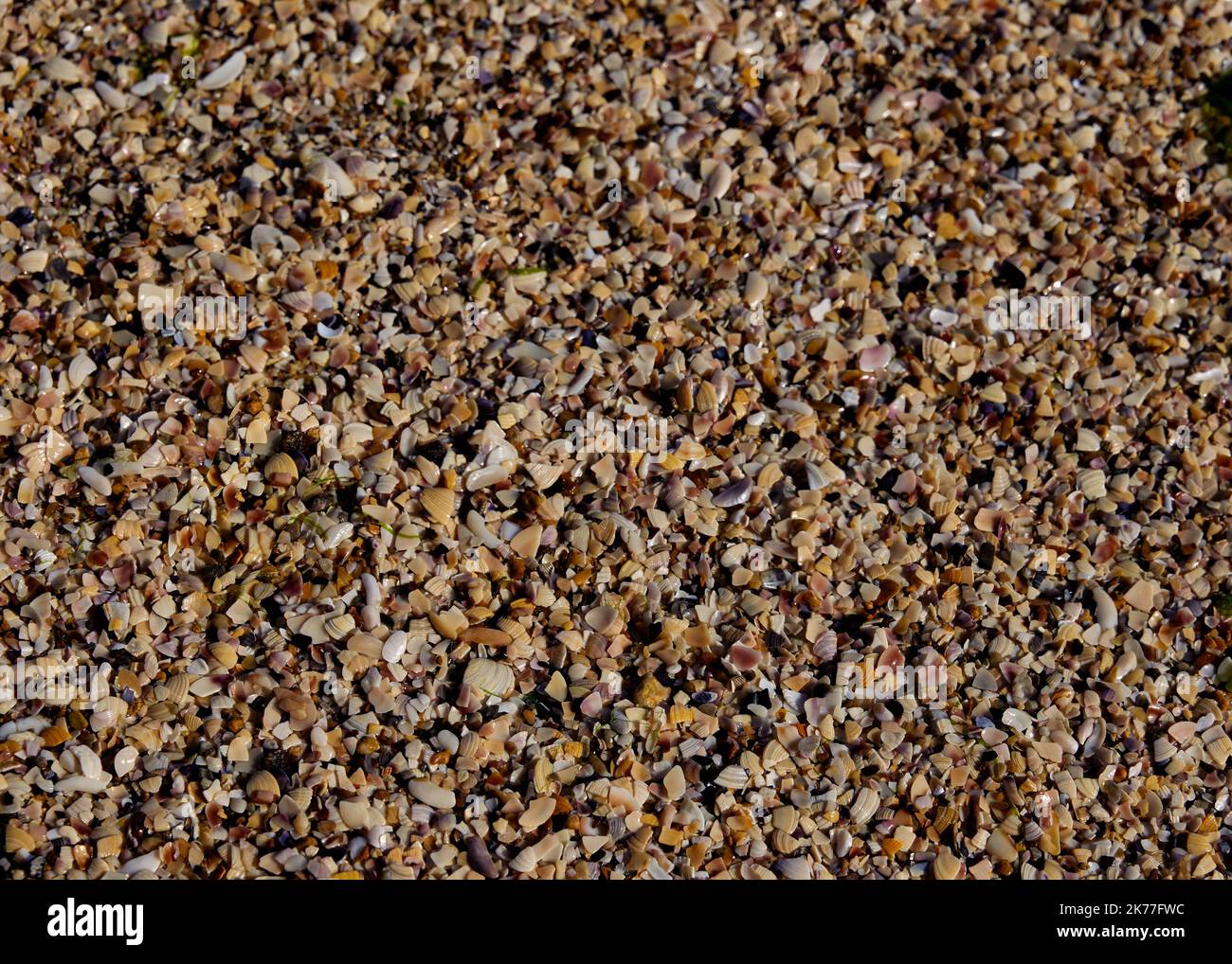 Die Textur der Fragmente der Muscheln verschiedener Muscheln und des Sandes an der Küste in den Strahlen der Sonne Stockfoto