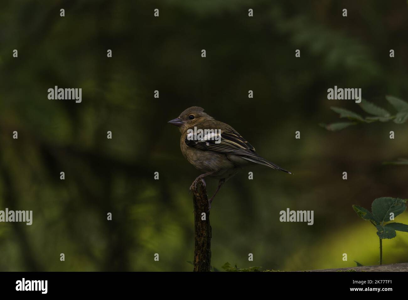 Eine Nahaufnahme eines weiblichen Buchfinkens, der auf einem Zweig thront. Fringilla-Koelebs. Stockfoto