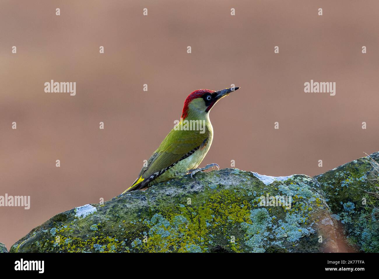 Eine Nahaufnahme eines europäischen Grünspechs, Picus viridis, der auf einem Felsen ruht. Stockfoto