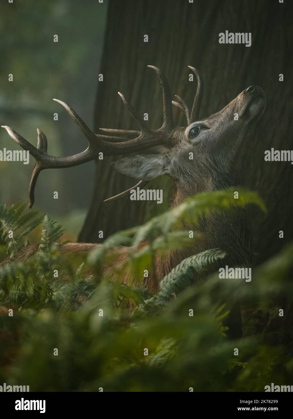 Ein Seitenportrait von Rotwild, der hinter grünen Plänen brüllt Stockfoto