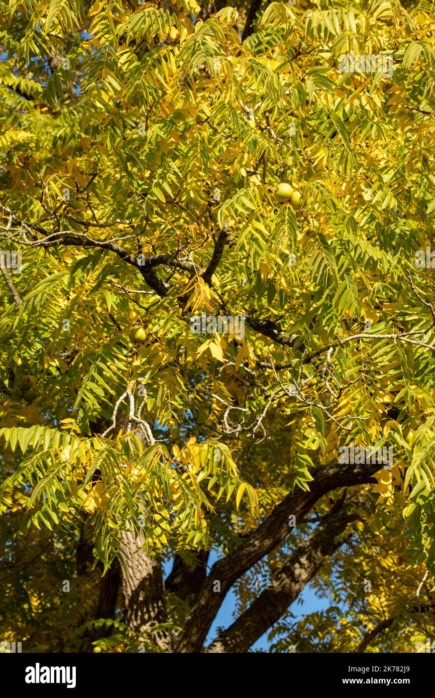 Glorreiche Juglans nigra , schwarze Walnuss, amerikanische Walnuss, odamerikanische schwarze Walnuss, Baum und Nüsse glorreiche Herbstsonne Stockfoto