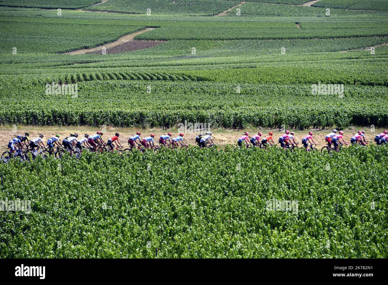 Le Peloton dans les vignes de Champagne. FOTO Alexandre MARCHI. - Tour de France 2019, Ausgabe 106. Stockfoto