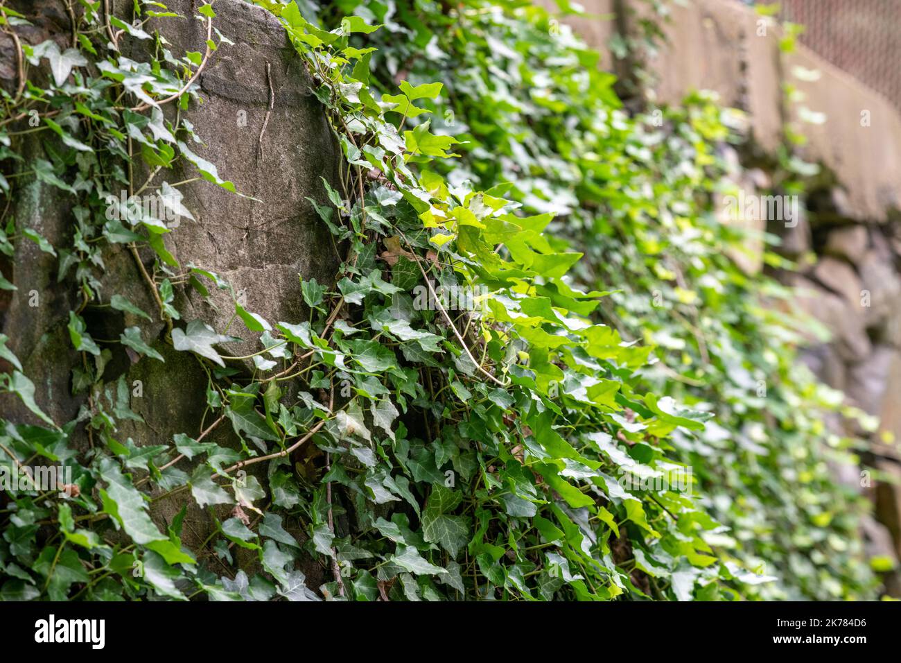 Englisch Ivy, Hedera Helix Stockfoto